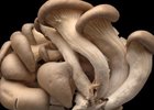 Two Mushroom Workshops