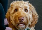 Ruru the Therapy Dog at Elma Turner Library